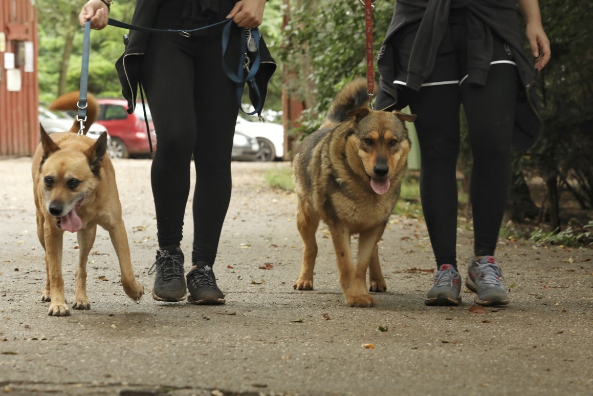 team-building with dogs